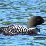 Loon mercer lake