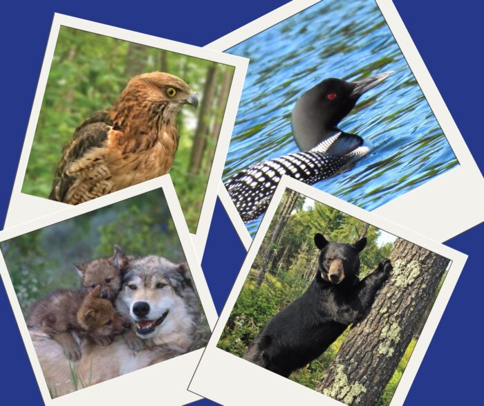 Wildlife series frontpage
