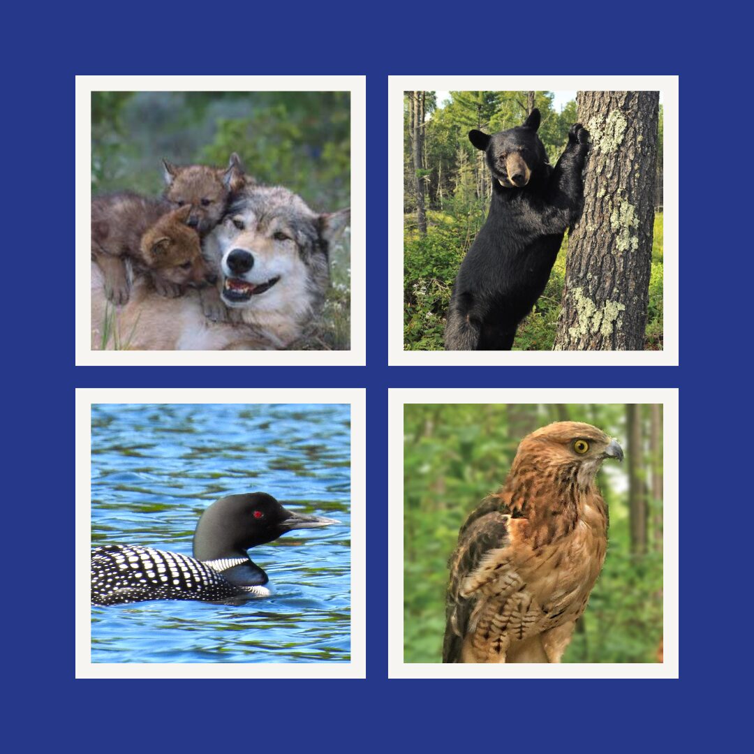 Walk on the Wild Side: Summer Wildlife Series