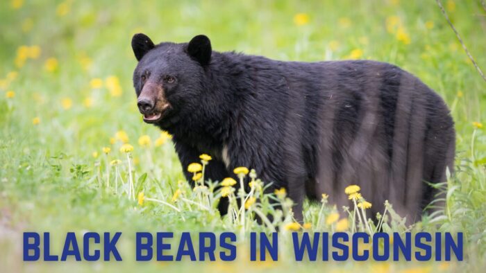 Black bears in wisconsin