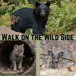 Walk on the Wild Side – Wildlife Series Events