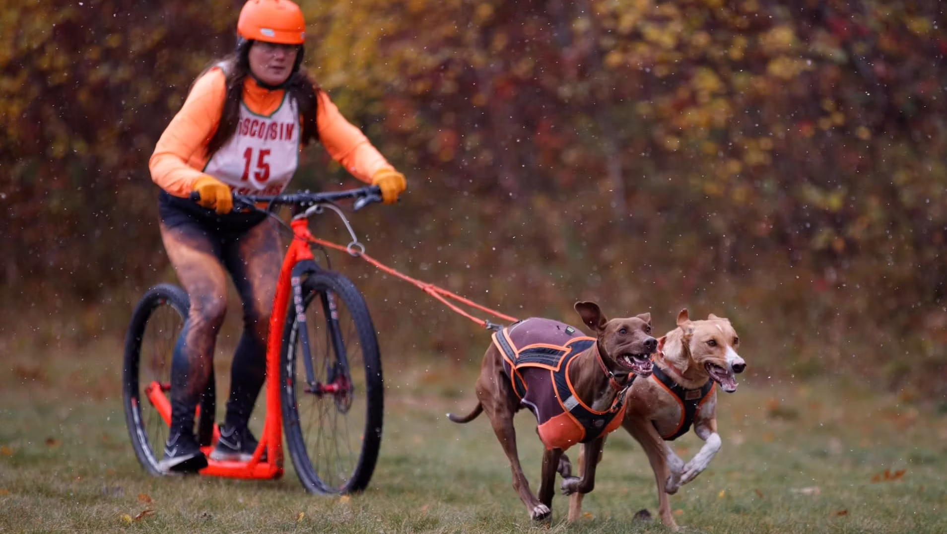 Dryland Dog Racing